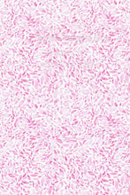 Load image into Gallery viewer, Cambridge Sorrento FCW218 Shirt - Pink
